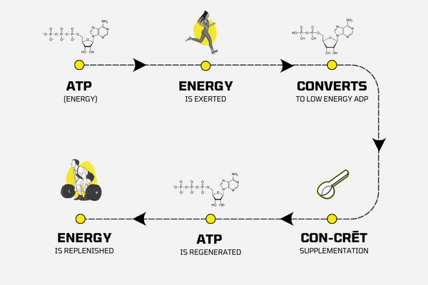 Creatine Function What is Creatine? The Science | CON-CRĒT